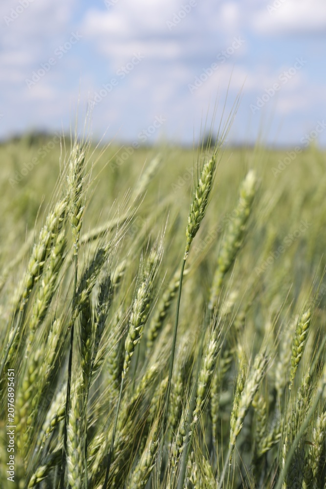 Fototapeta premium Wheat spikes growing in field outdoors, closeup
