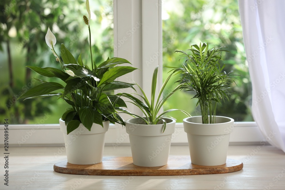 Fototapeta premium Potted houseplants on white wooden window sill indoors