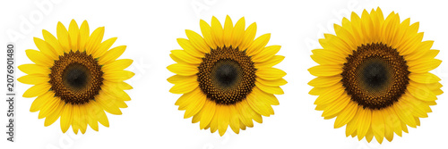 Set and Collection of bright yellow sunflower isolated on white transparent png background.