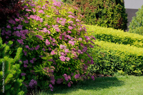 Obraz na płótnie Spiraea japonica in the garden