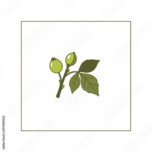 Green plant bud with leaves on stem vector illustration