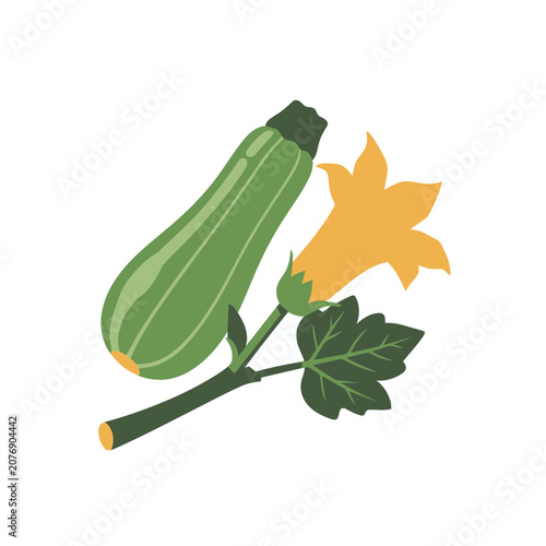 Zucchini with flower and leaf flat vector illustration