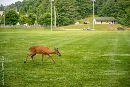 deer crossing the river