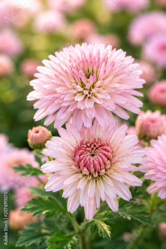 Soft Pink Chrysanthemum Flowers Blooming in Summer Garden