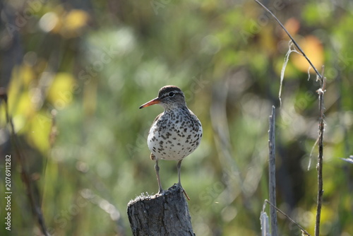 Spotted Sandpiper (Actitis macularius) perched on a weathered stump in wetland habitat with soft natural background bokeh.