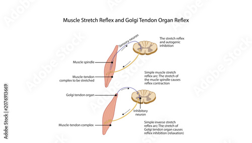 Photos Muscle Stretch Reflex and Golgi Tendon Organ Reflex, the muscle stretch reflex a