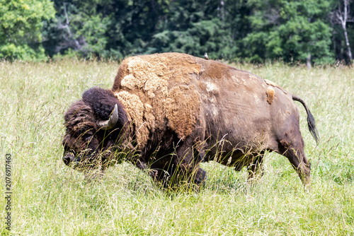 American Bison Grazing in Grassy Meadow with Forest Background