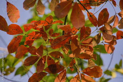 фотографія Colorful reddish orange rubber tree leaves during the defoliation season against