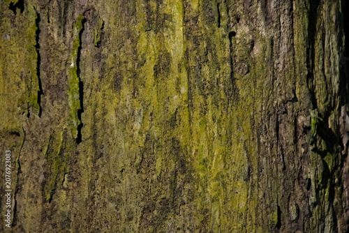 Bild auf Leinwand Full frame vertical texture of old weather beaten tree bark covered in green mos
