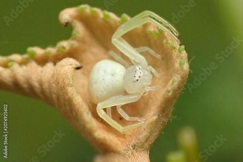 Bild auf Leinwand Marco of a small crab spider nestled in a newly unfurled young grape leaf in Jun