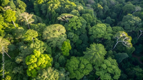 Exotic tropical rainforest canopy seen from above showing dense forest vegetation with rich biodiversity and untouched natural environment