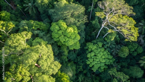 Dense tropical rainforest canopy captured from aerial view featuring lush green jungle vegetation and rich natural ecosystem background