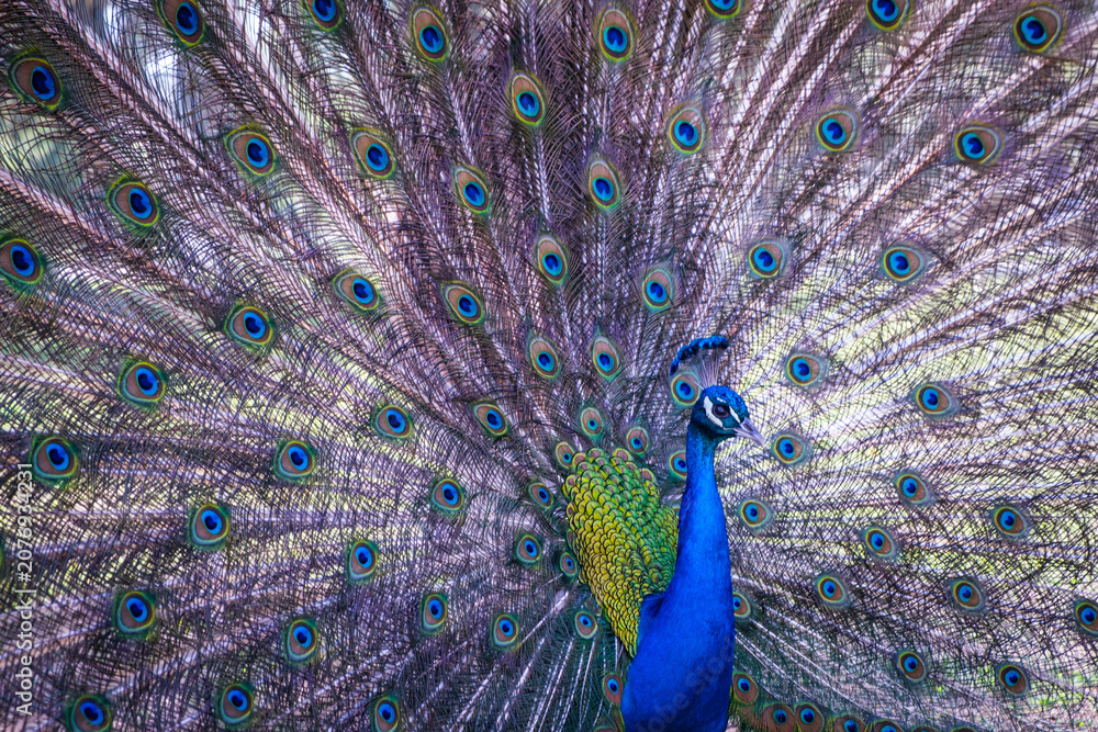 Fototapeta premium Magnificent Peacock Displaying Its Full Fan of Tail Feathers