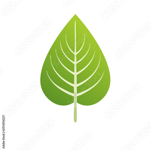 Green leaf vector illustration with veins and stem