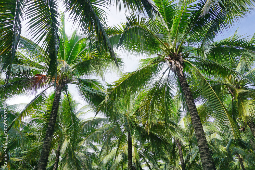 Fototapeta premium coconut trees