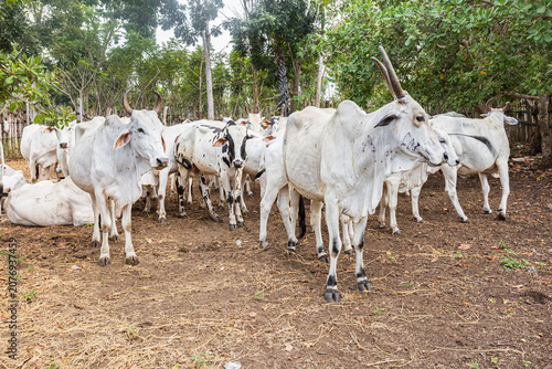 Foto These Ongole cattle are well adapted to hot regions like East Sumba
