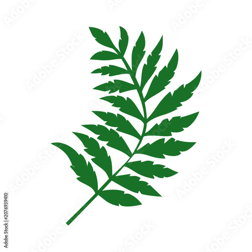 Green fern leaf vector illustration