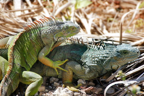 Photography Two Green and Blue Iguanas
Interacting or Mating on Dry Ground in
Wildlife