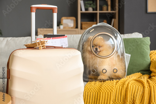 Cute Pomeranian dog with ba...