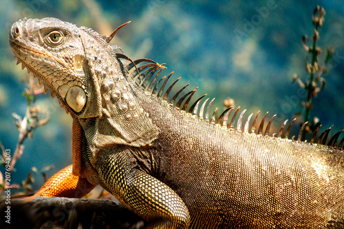 Obraz na płótnie close up Portrait of a Large Green
Iguana with Long Dorsal Spines and
Blurred Tu