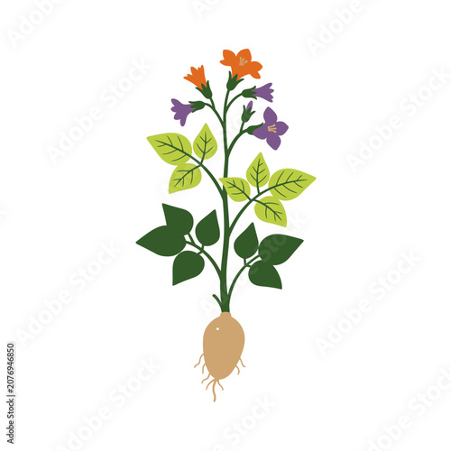 Flat illustration of a flowering potato plant with roots