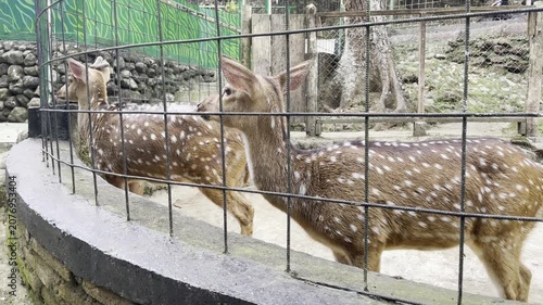 Spotted Axis Deer Standing Behind Wire Mesh Fence in Zoo