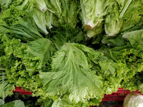 Fresh green lettuce heads pile at market