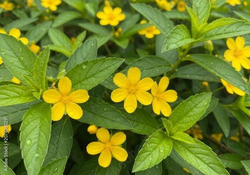 Bright Yellow Creeping Buttercup Flowers Amidst Lush Green Foliage.
