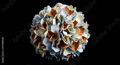 Beautiful hydrangea flower ball against a dark background, close-up.