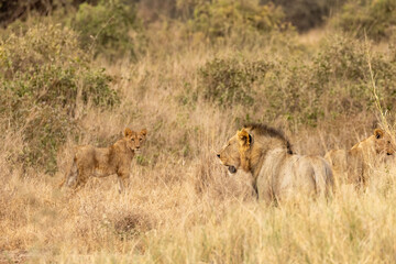 African lion in with his cub in Amboseli National Park in Kenya Africa
