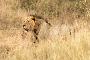 Male African lion with his cub in Amboseli National Park in Kenya Africa