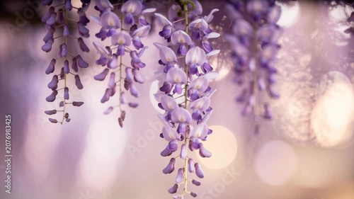 Close up of blooming purple wisteria flowers with soft natural light and gentle bokeh background in spring garden