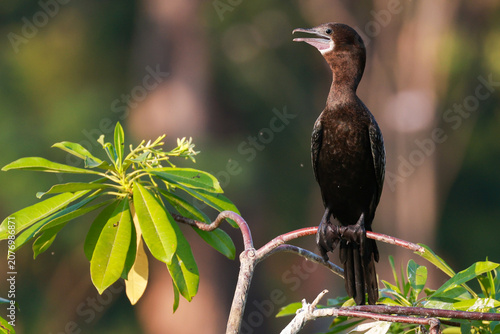 A black water bird perched on a tree branch with its beak open, surrounded by green leaves and a soft blurred forest background in a natural wetland environment.