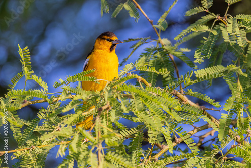 Photos 01614-00602 Bullock's Oriole (Icterus bullockii) male in tree Pima Co