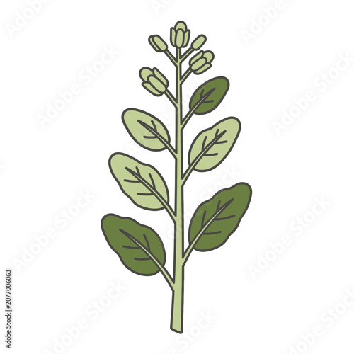 Flat illustration of plant stem with leaves and buds