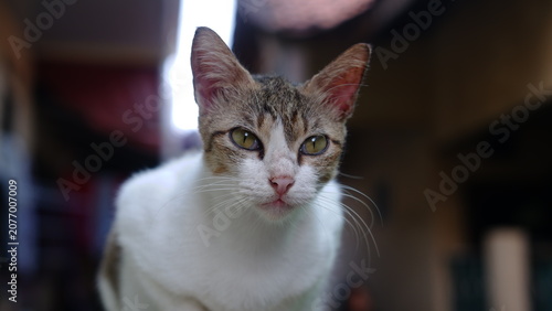 Obraz na plátně cute domestic cat head and face with bright eyes