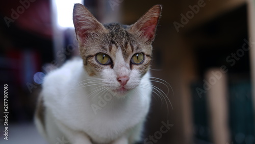 Quadro su tela cute domestic cat head and face with bright eyes