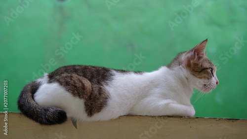 Canvas Print cute domestic cat head and face with bright eyes