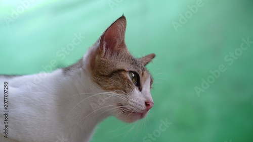 Fényképezés cute domestic cat head and face with bright eyes