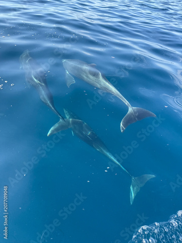 Photography Bottlenose Dolphins Swimming in the Sea of Cortez, Baja California Sur, Mexico