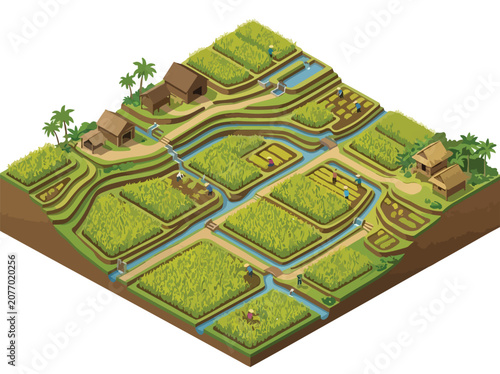 Isometric view of lush green rice paddy fields with traditional farming houses and irrigation channels