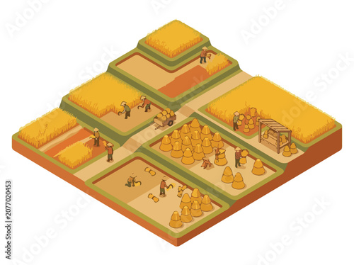 Isometric view of a terraced farm with farmers harvesting golden wheat and stacking hay bales for storage