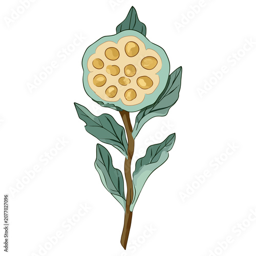 Lotus seed pod with stem and leaves flat vector illustration