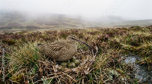 A Eurasian curlew sheltering olive-green eggs blotched with brown within a shallow grass-lined scrape on open moorland