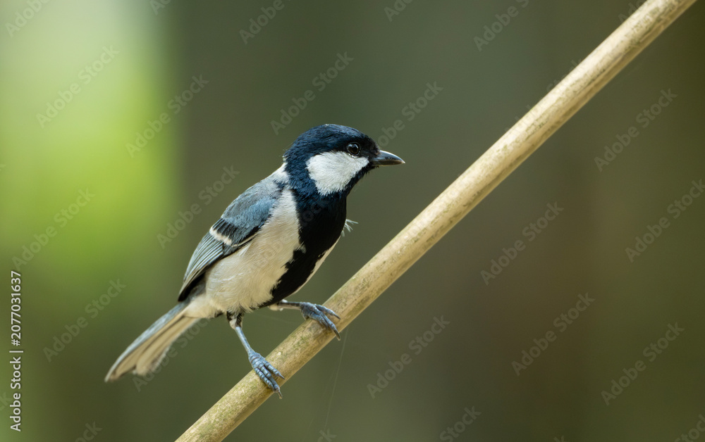 Obraz premium Cinereous Tit (Parus cinereus) perched on a bamboo twig.