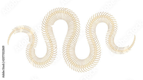 Tableau sur toile Winding Snake Skeleton with Interlocking Vertebrae
