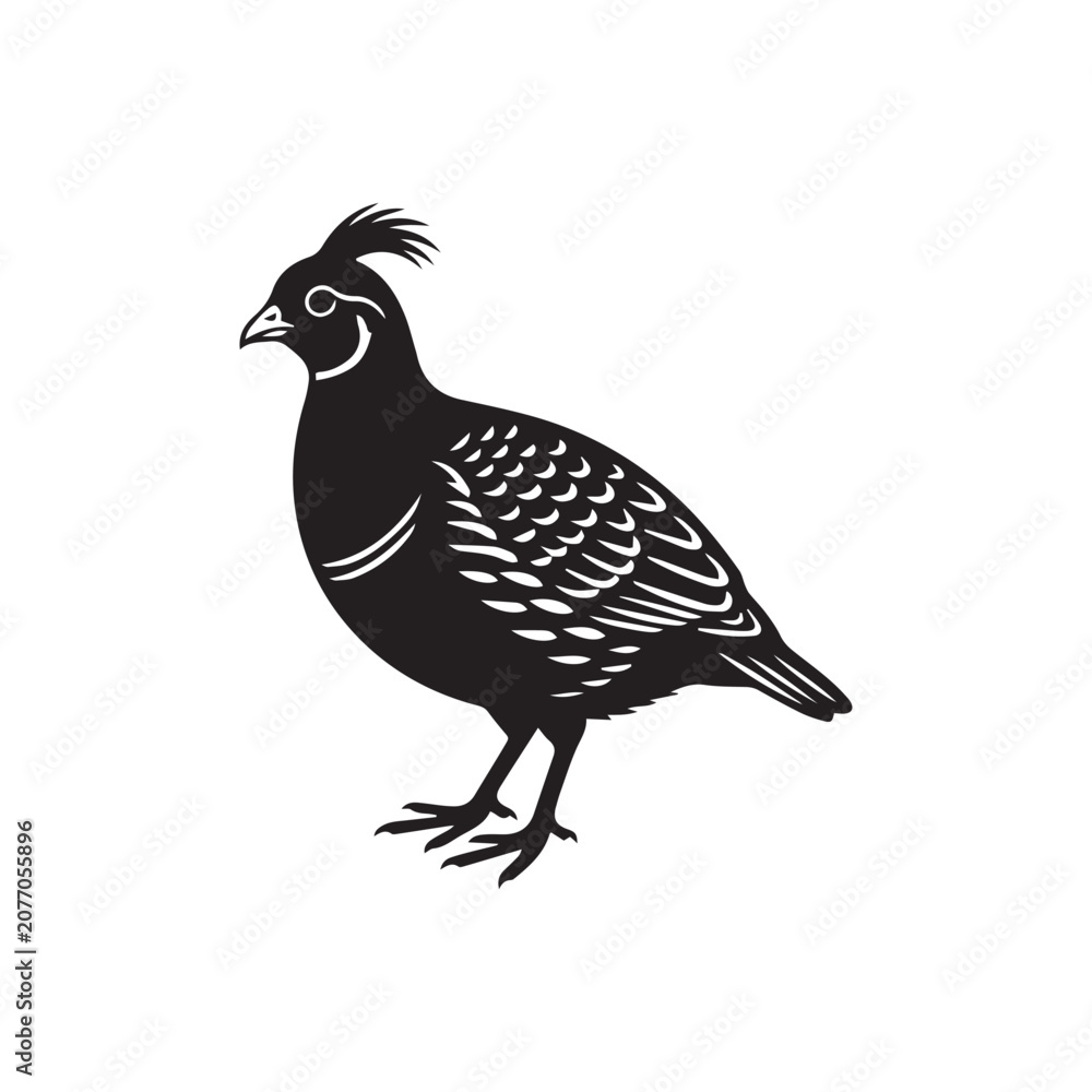 Fototapeta premium vector illustration of a quail