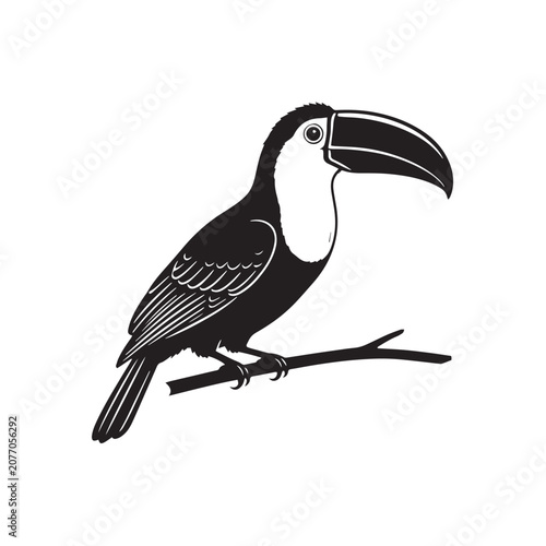 toucan isolated on white background