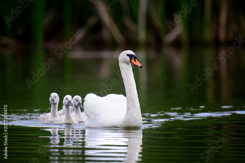 Quadro su tela A graceful white swan leads a line of fluffy grey cygnets across calm water