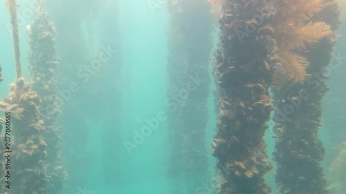 Detailed underwater view of sustainable seafood production, showing ropes filled with growing mussels as wild fish glide closely through the crystal-clear ocean water.